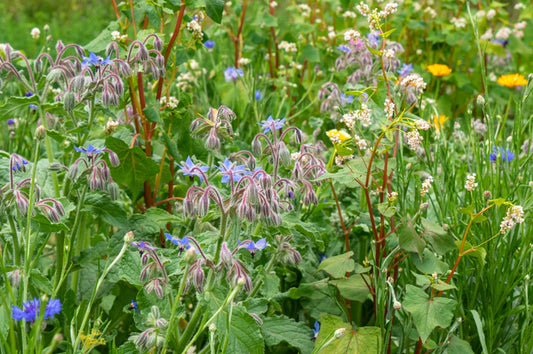 biologische en ecologische zadenmix voor nuttige insecten