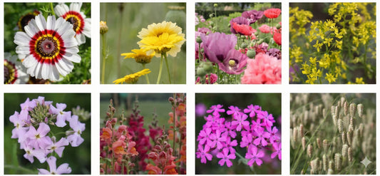 Bloemenweide mix - 8 soorten bloemen