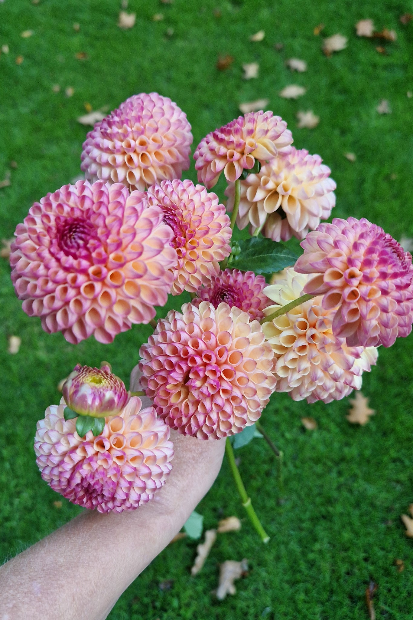 boeket Dahlia's Burlesca - roze