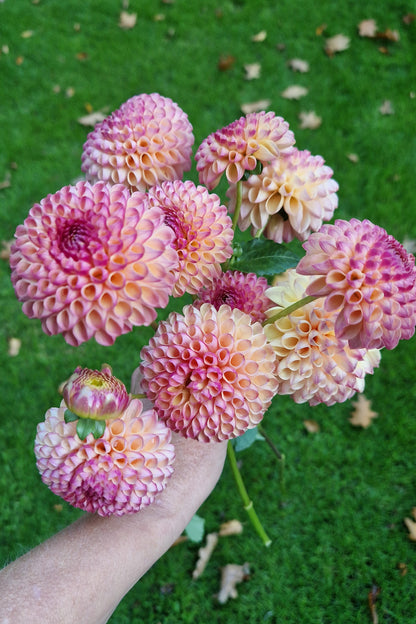 boeket Dahlia's Burlesca - roze