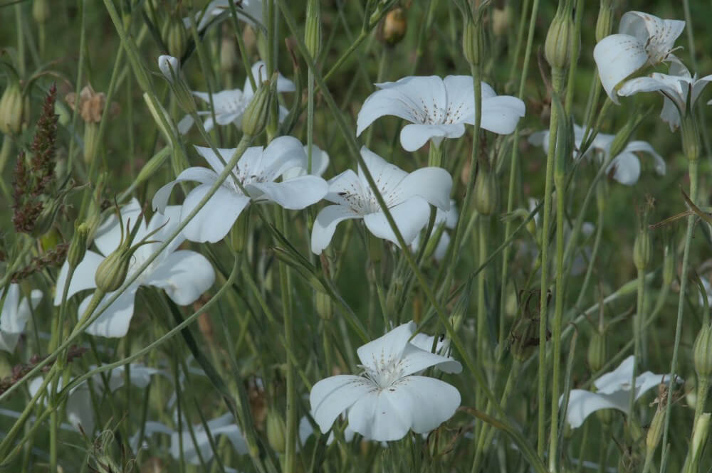 Bolderik ‘Snow Queen’ - Agrostemma githago - wit