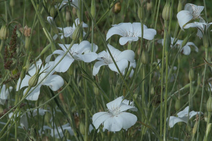 Bolderik ‘Snow Queen’ - Agrostemma githago - wit