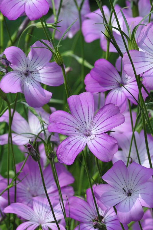 Bolderik 'Rose queen' – Agrostemma gracilis - closeup