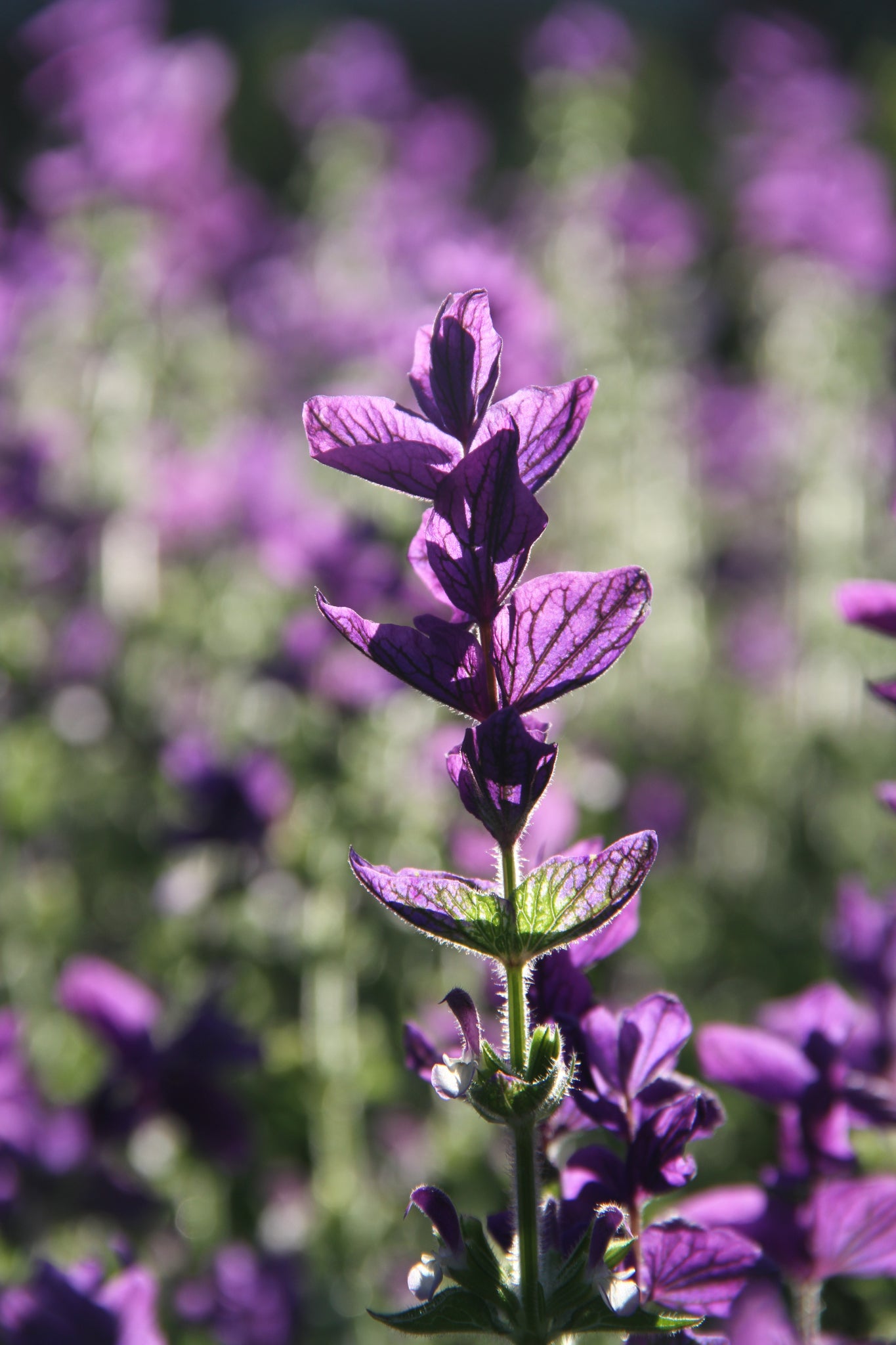 Bonte salie 'Oxford blue' – Salvia viridis