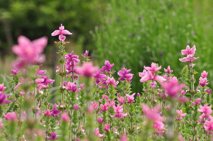 Biologische bloemen van de roze bonte salie in het veld