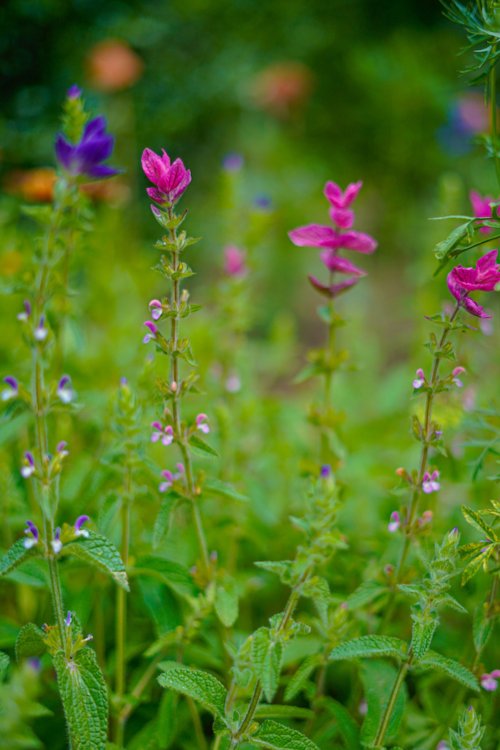 Bloemen van roze en paarse plukbloem Bonte salie. 