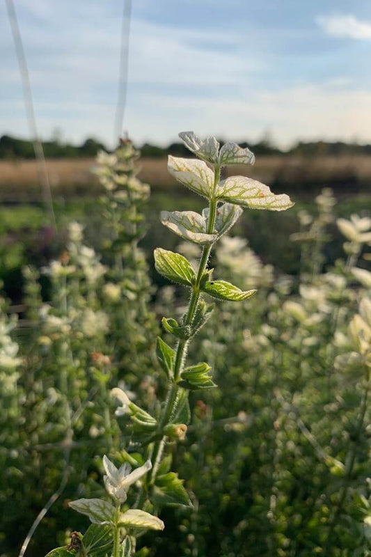 Bonte Salie ‘White mist’ - Salvia horminum