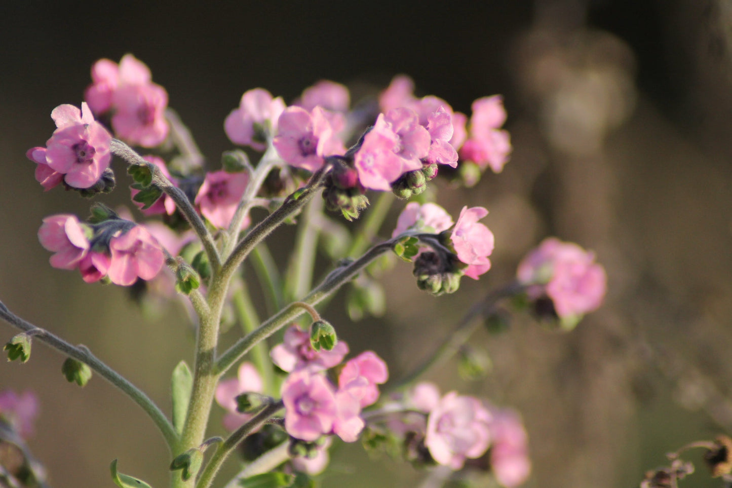 Roze Chinees vergeet-me-nietje in bloei
