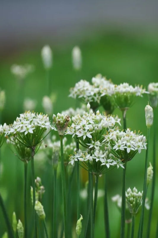 Chinese bieslook - Allium tuberosum - closeup - wit