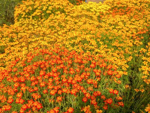Citrusafrikaantje - Tagetes tenuifolia