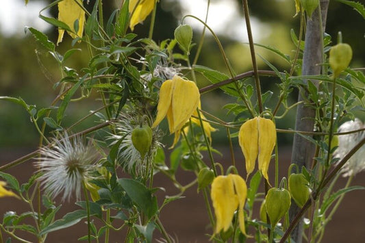 Clematis 'Radar Love' - Clematis tangutica