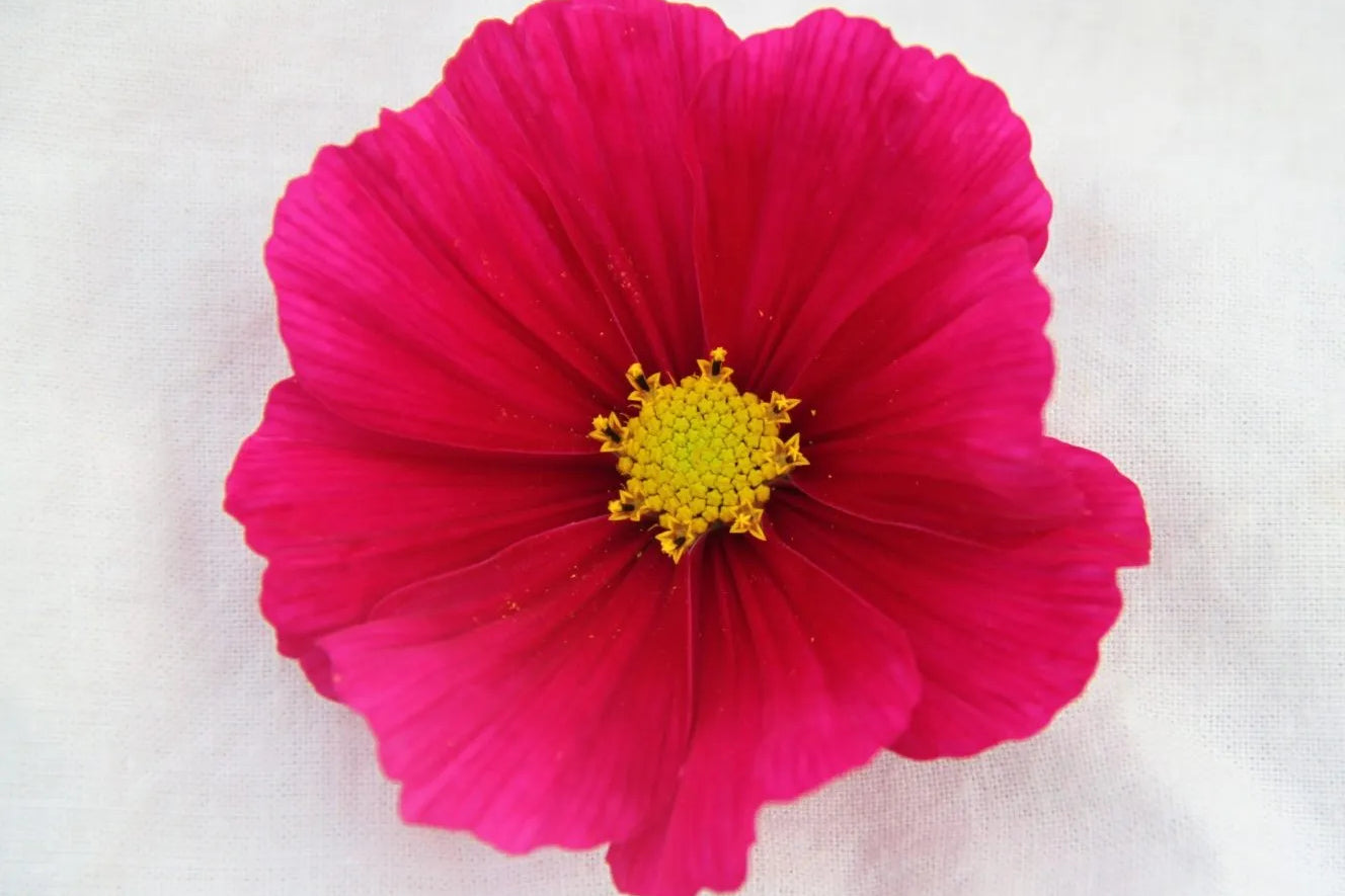 Cosmea (donkerroze) – Cosmos bipinnatus