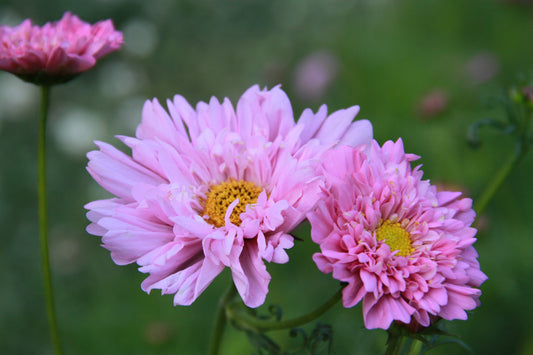 Cosmea 'Double Dutch Rose' – Cosmos bipinnatus