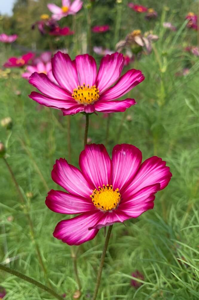 Cosmea ‘Fancy mix’ - Cosmos bipinnatus