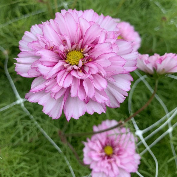 Cosmea ‘Fancy mix’ - Cosmos bipinnatus - lichtroze