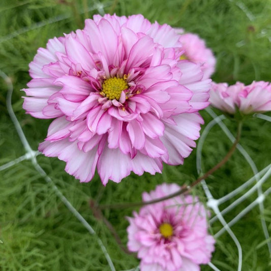 Cosmea ‘Fancy mix’ - Cosmos bipinnatus - lichtroze