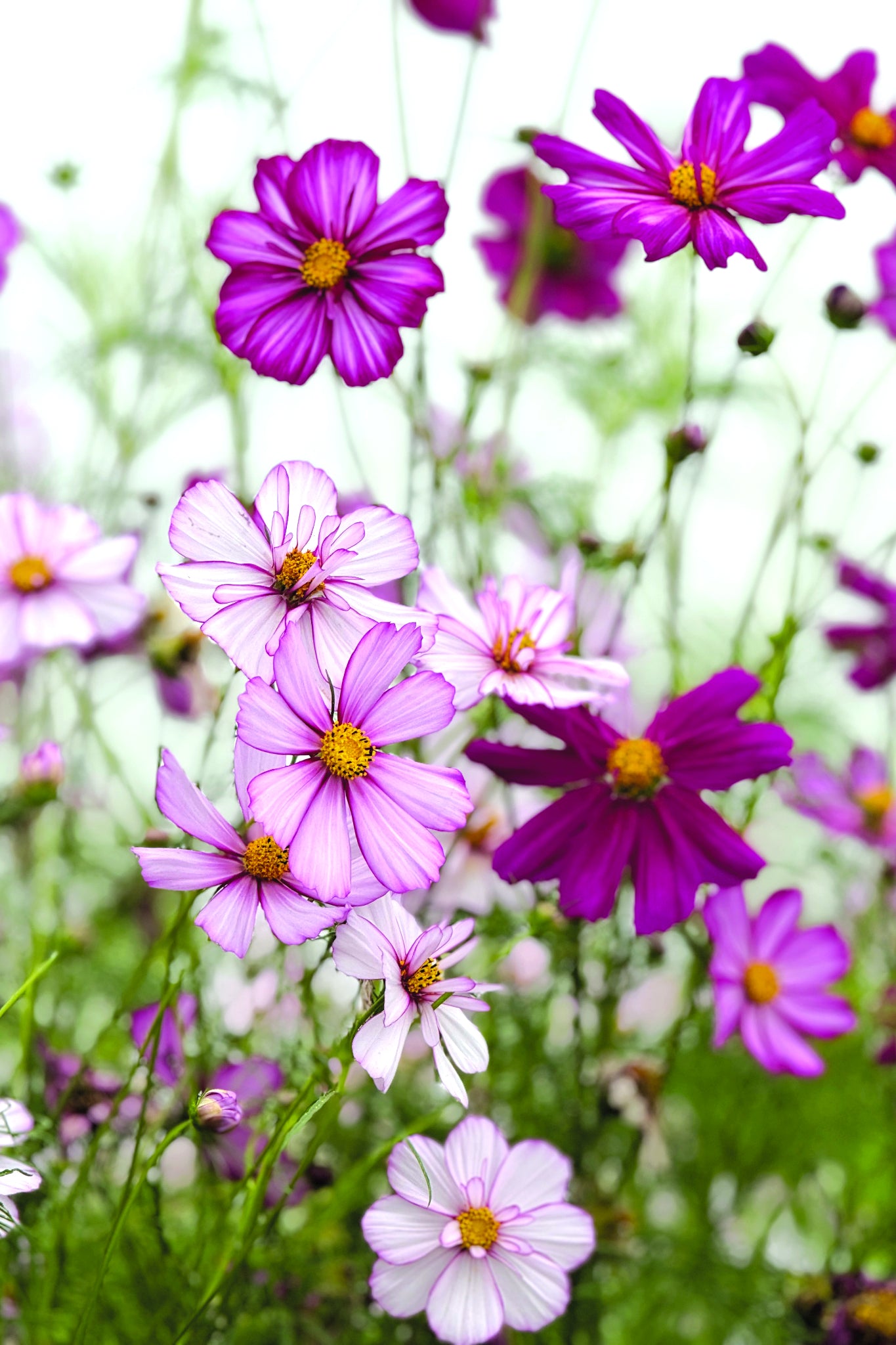 Cosmea 'Fizzy rose picotee' - Cosmos bipinnatus