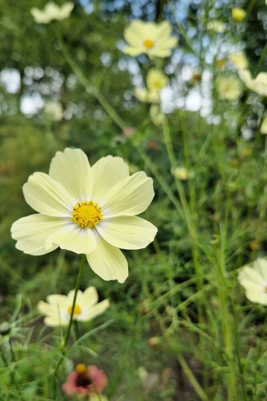 Cosmea ‘Late sensation yellow’ - Cosmos bipinnatus