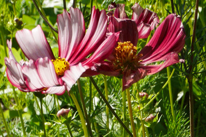 Cosmea ‘Velouette’ - Cosmos bipinnatus - closeup