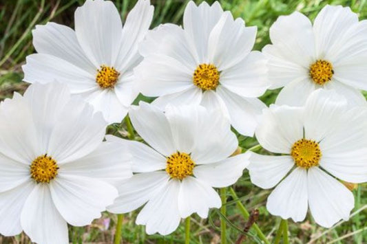Cosmea (wit) - Cosmos bipinnatus