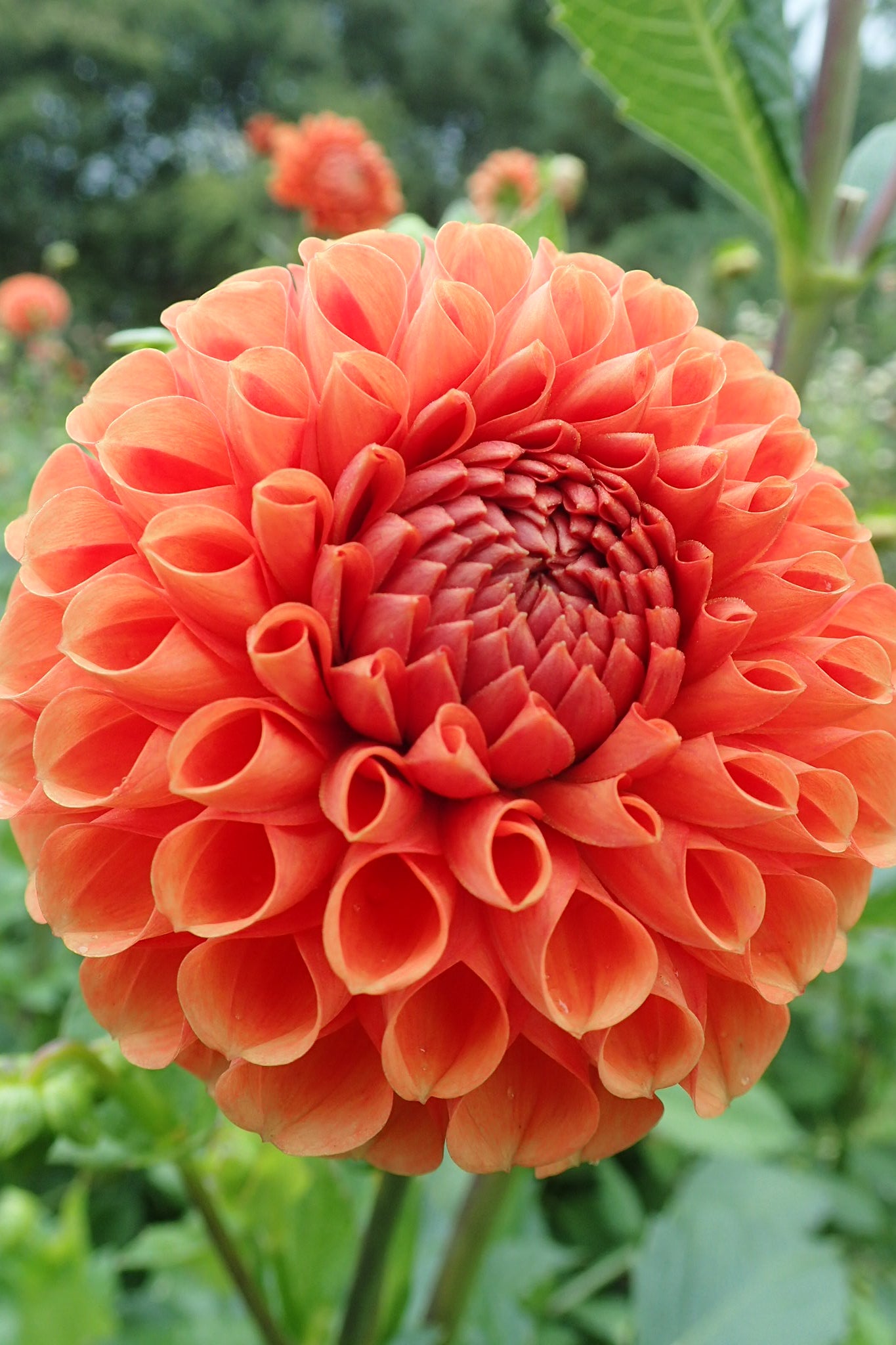 Dahlia ‘Cornel bronze’
