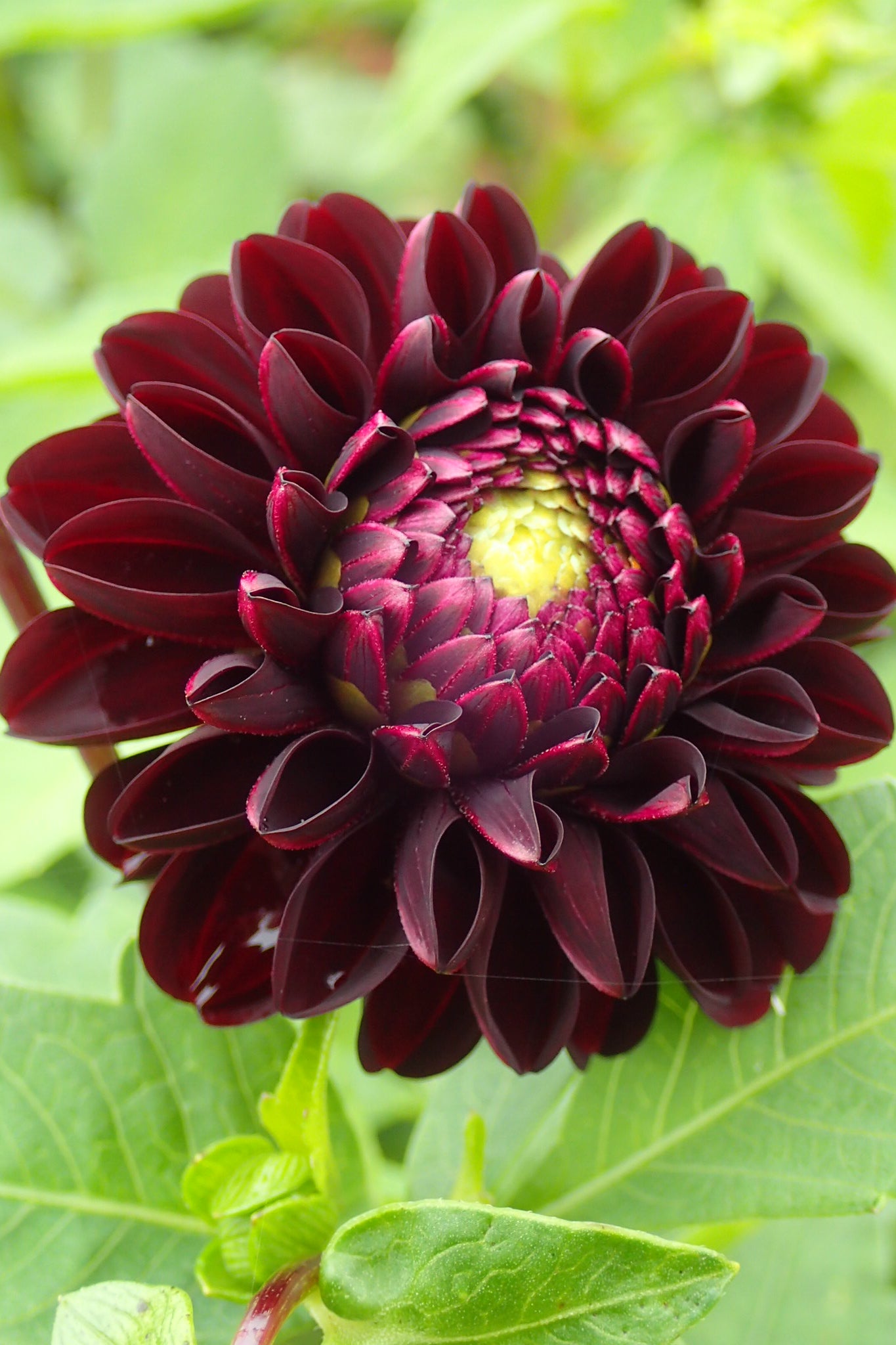 Dahlia 'Dark Spirit' - open bloem