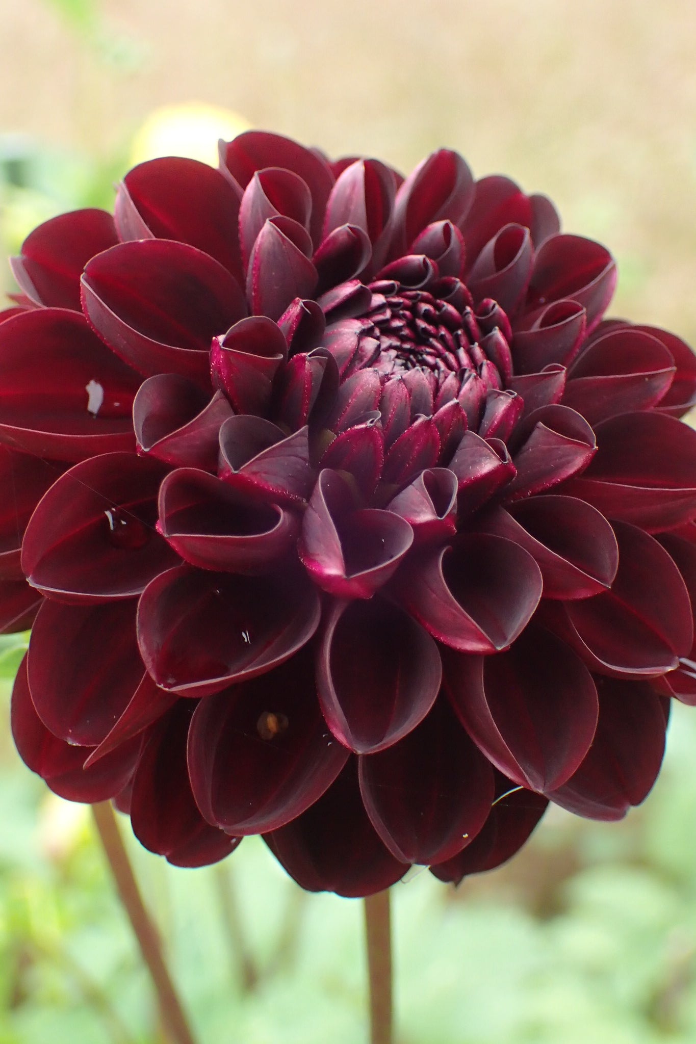 Dahlia 'Dark Spirit' - closeup