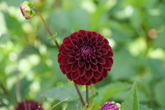 Dahlia 'Dark Spirit'