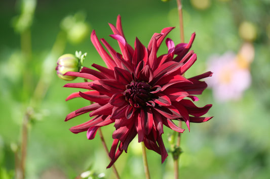 Dahlia 'Nuit d'Ete'