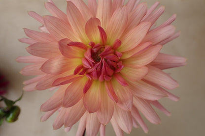 Dahlia 'Preference' - closeup