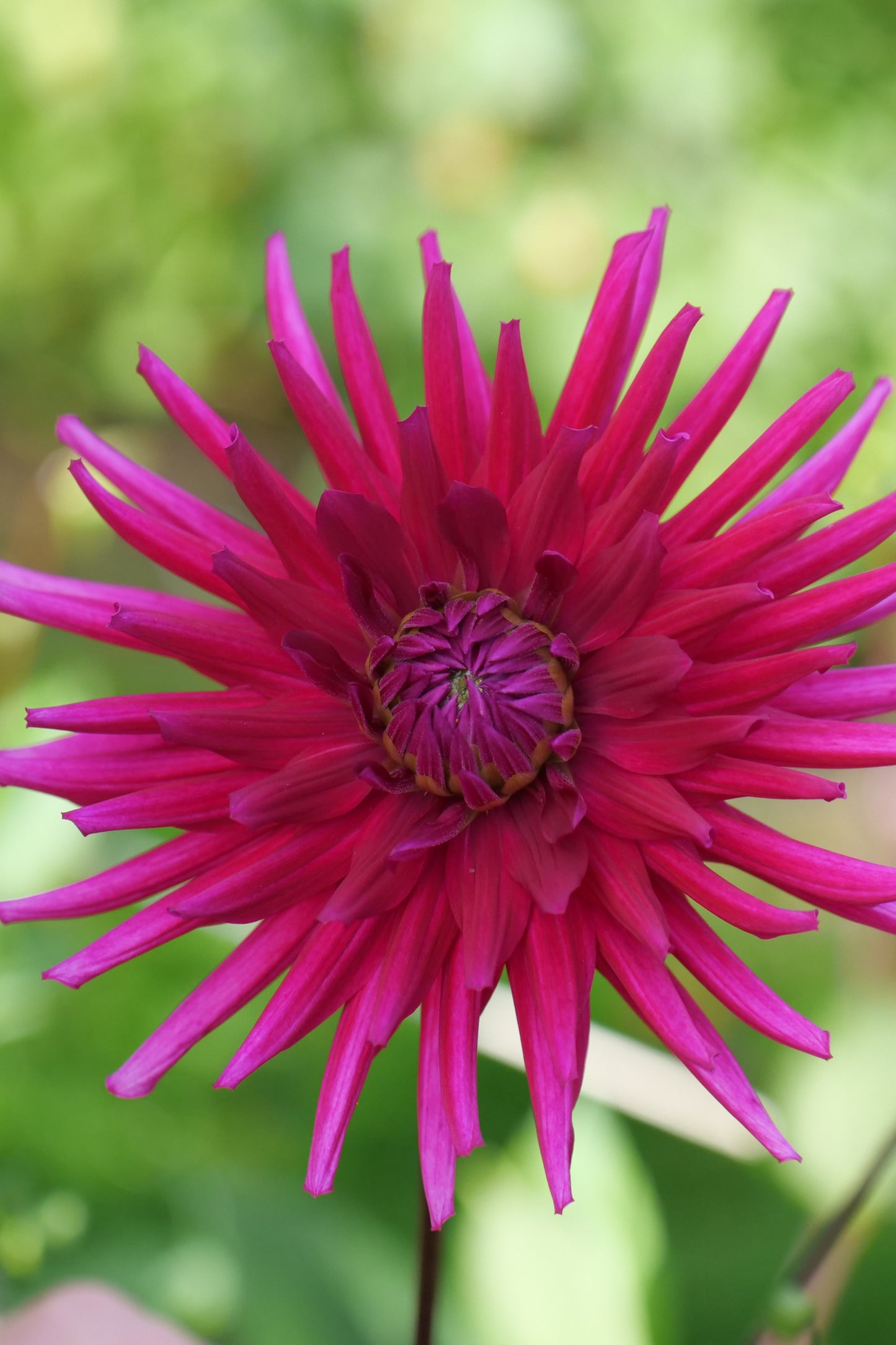 Dahlia 'Purple Gem'