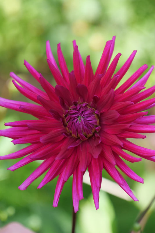 Dahlia 'Purple Gem'