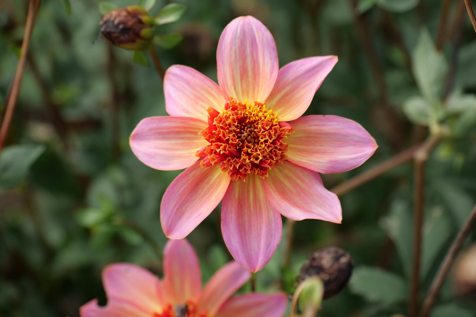 Dahlia ‘Totally tangerine’ - closeup