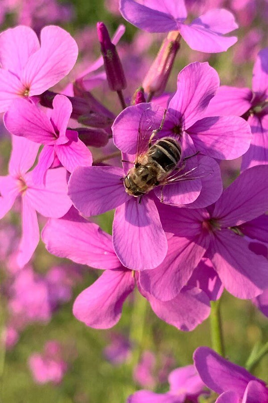 Damastbloem 'Violet' - Hesperis matronalis - closeup