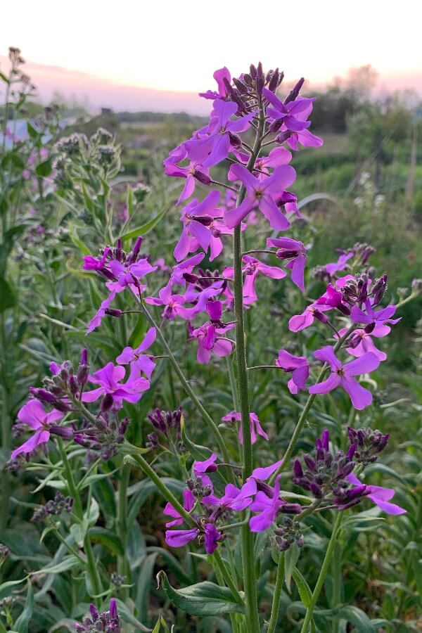 Damastbloem 'Violet' - Hesperis matronalis