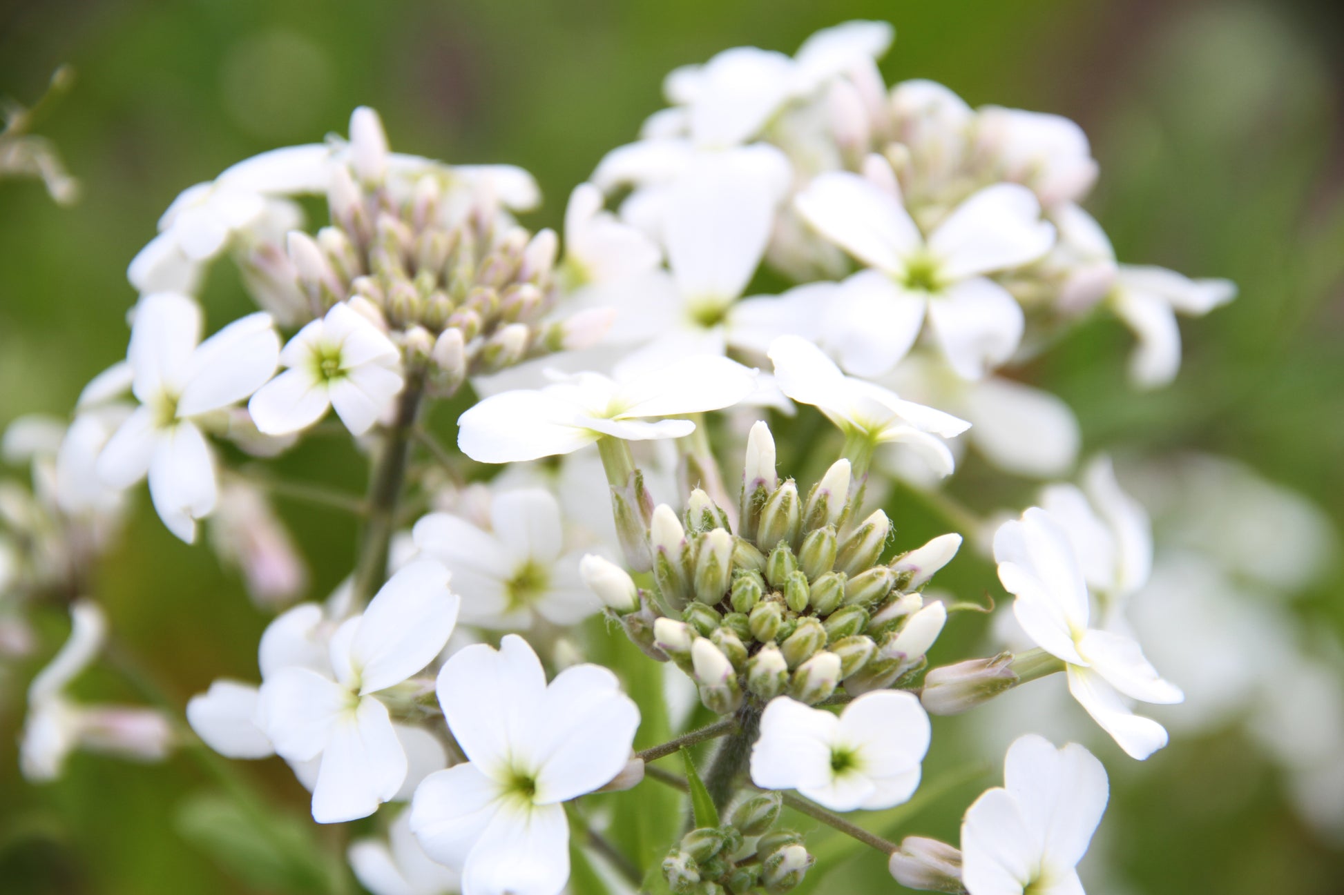 Damastbloem (wit) - Hesperis matronalis