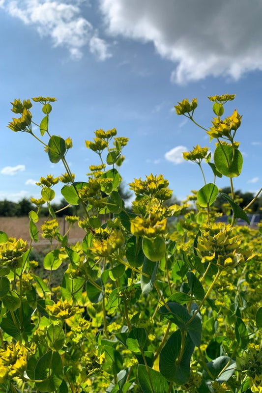Doorwas - Bupleurum rotundifolium