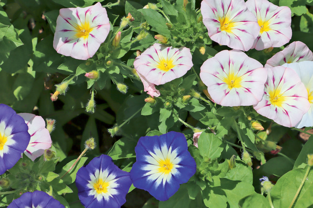 Dreifarbige Winde – Convolvulus tricolor