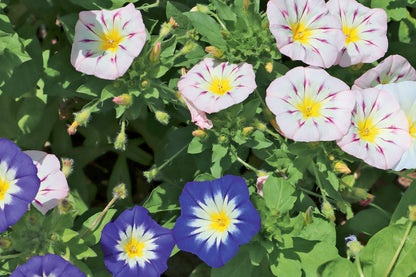 Dreifarbige Winde – Convolvulus tricolor
