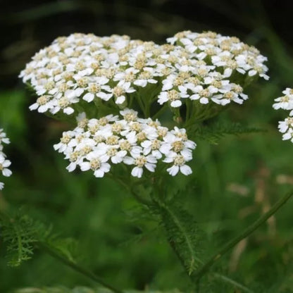 Schafgarbe (Farbmischung) – Achillea millefolium