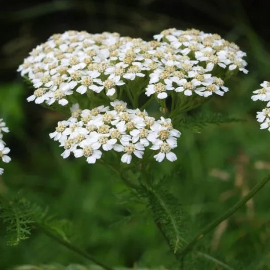 Schafgarbe (weiß) - Achillea millefolium