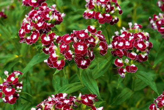 Duizendschoon ‘Chris’ - Dianthus barbatus - rood