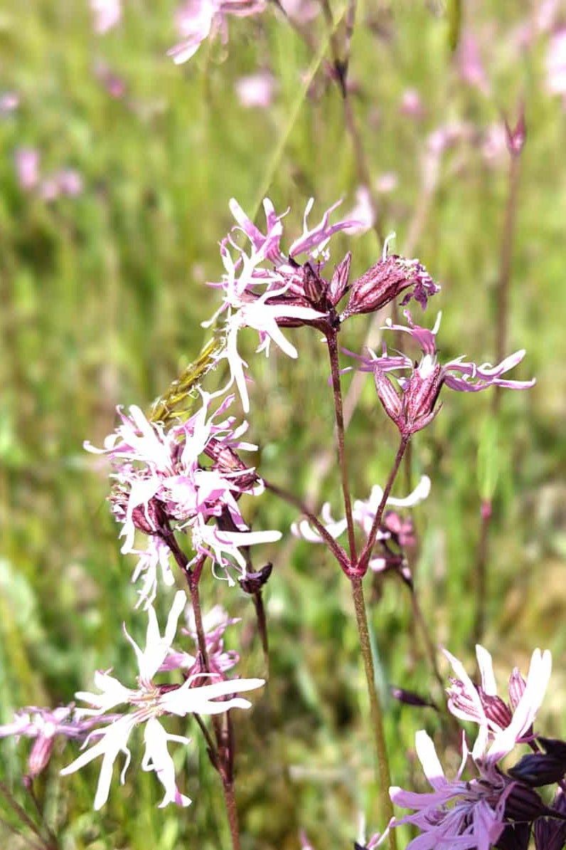 Echte koekoeksbloem | Silene flos-cuculi - closeup