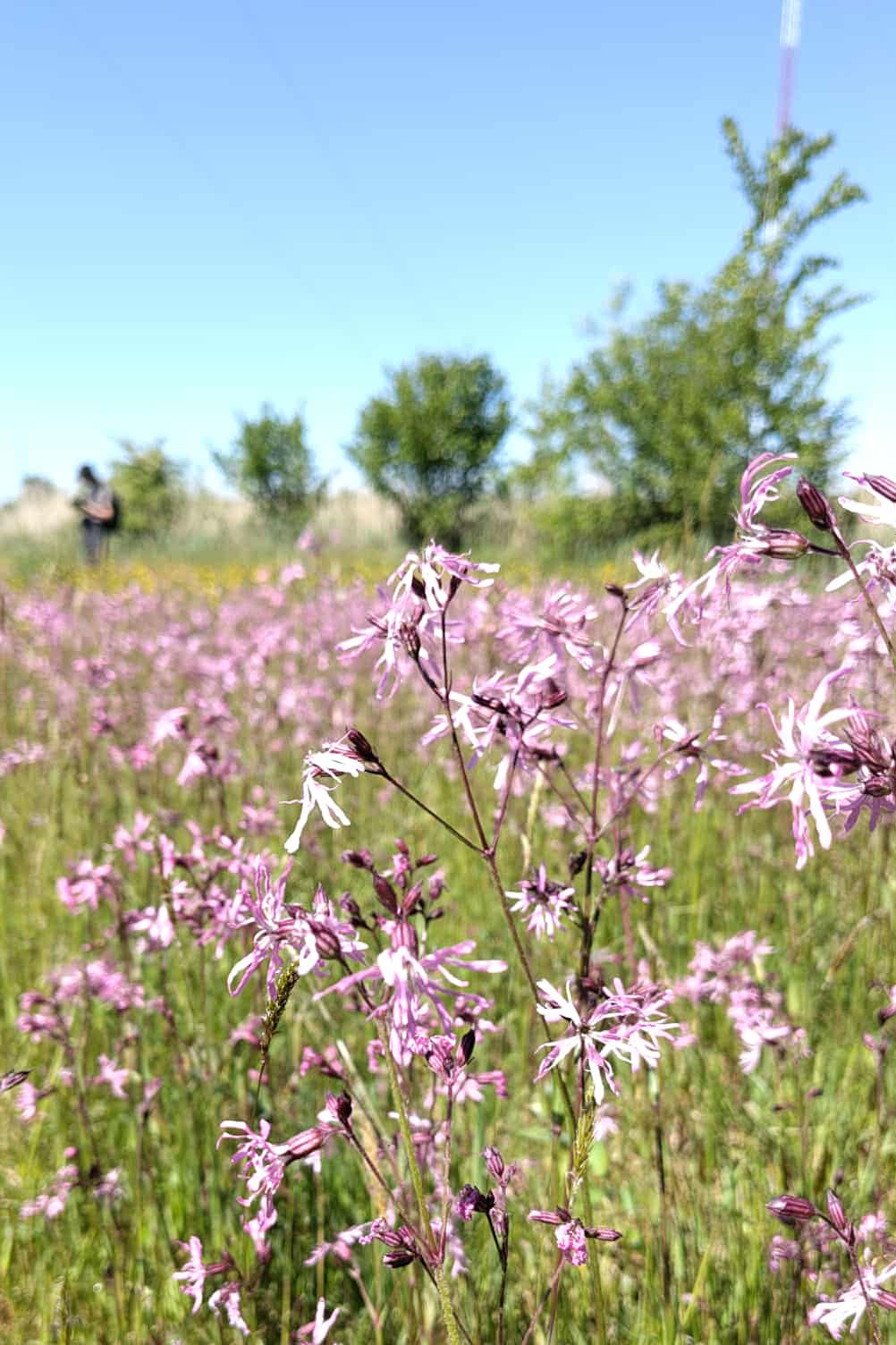 Echte koekoeksbloem | Silene flos-cuculi