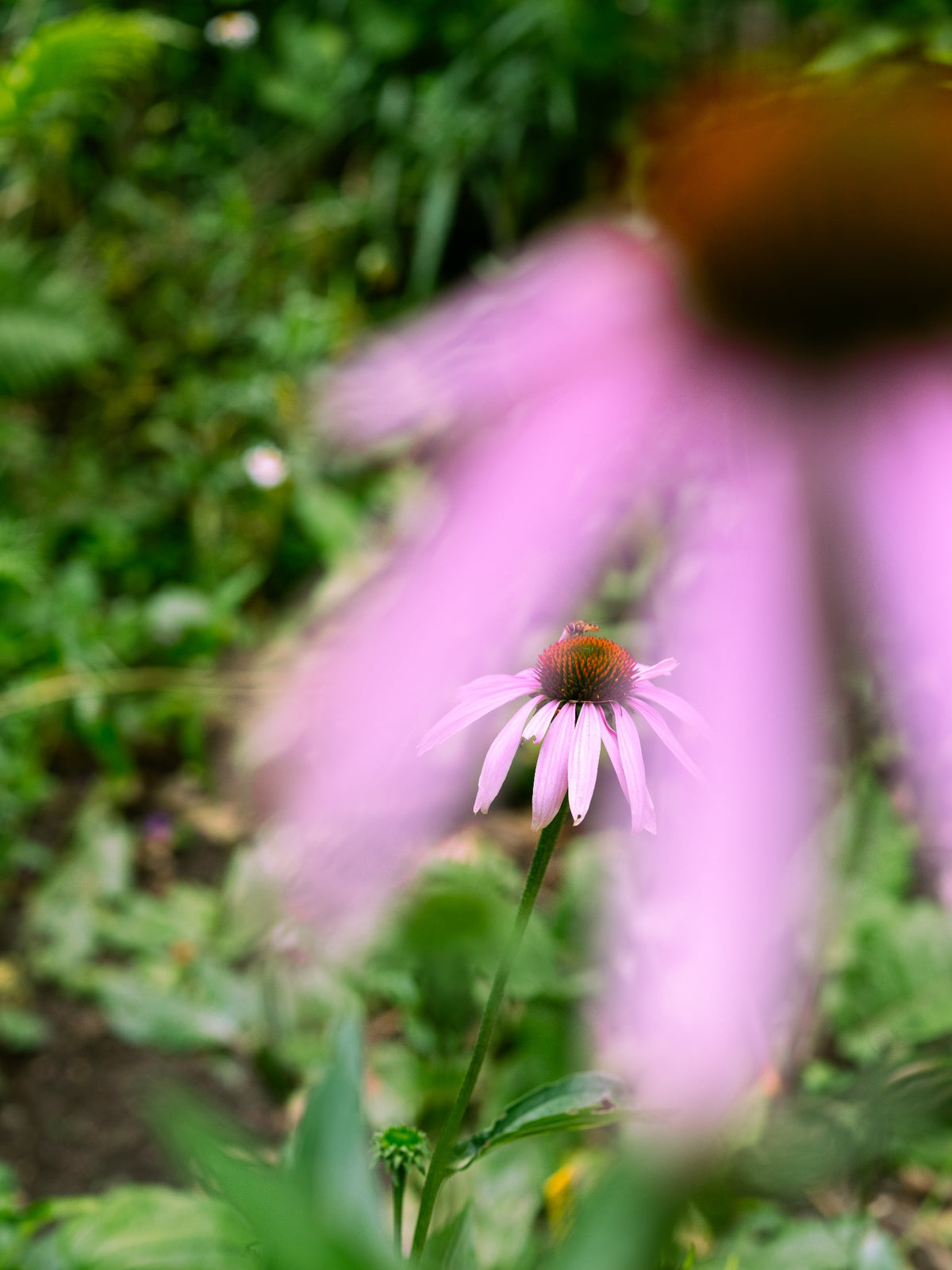 Een roze Echte Zonnehoed in de tuin met een etende bij op de knop