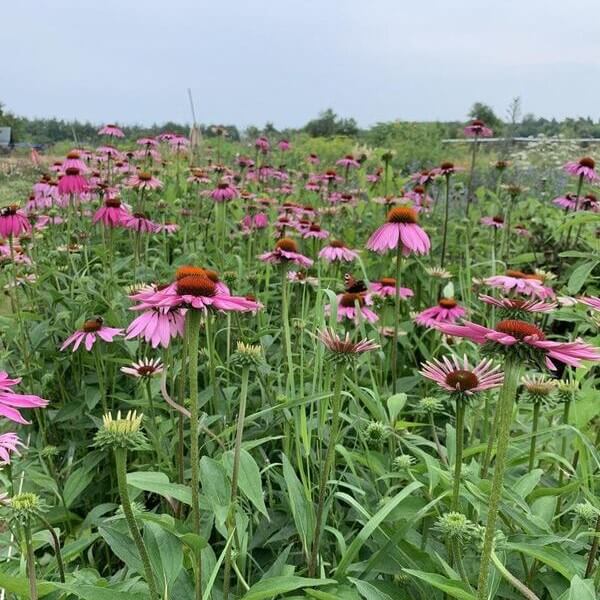 Echte Zonnehoed - Echinacea purpurea - veld