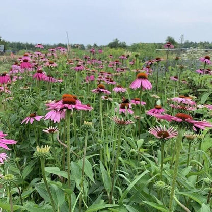 Echte Zonnehoed - Echinacea purpurea - veld