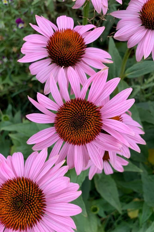 Echte Zonnehoed - Echinacea purpurea