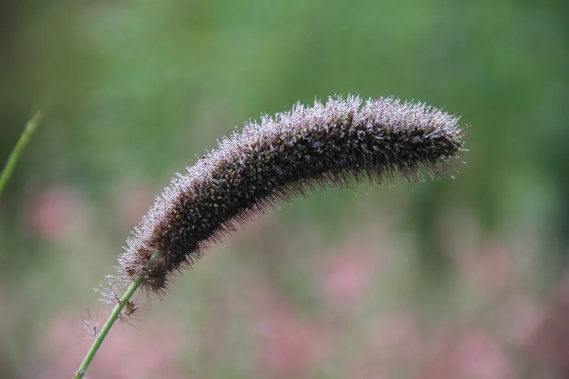 Kolbenhirse 'Golden German' – Setaria italica