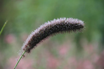 Kolbenhirse 'Golden German' – Setaria italica